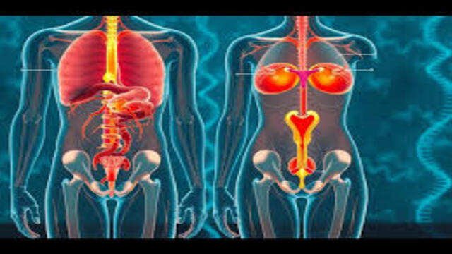 Peran Testosteron dalam Kesehatan Pria Kunci Vitalitas